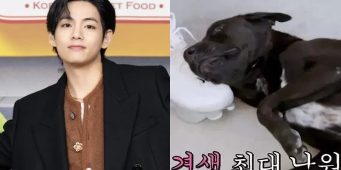 Korean media clarifies that BTS's V did not fund the treatment of dog Perro from tvN's 'Jinny's Kitchen'